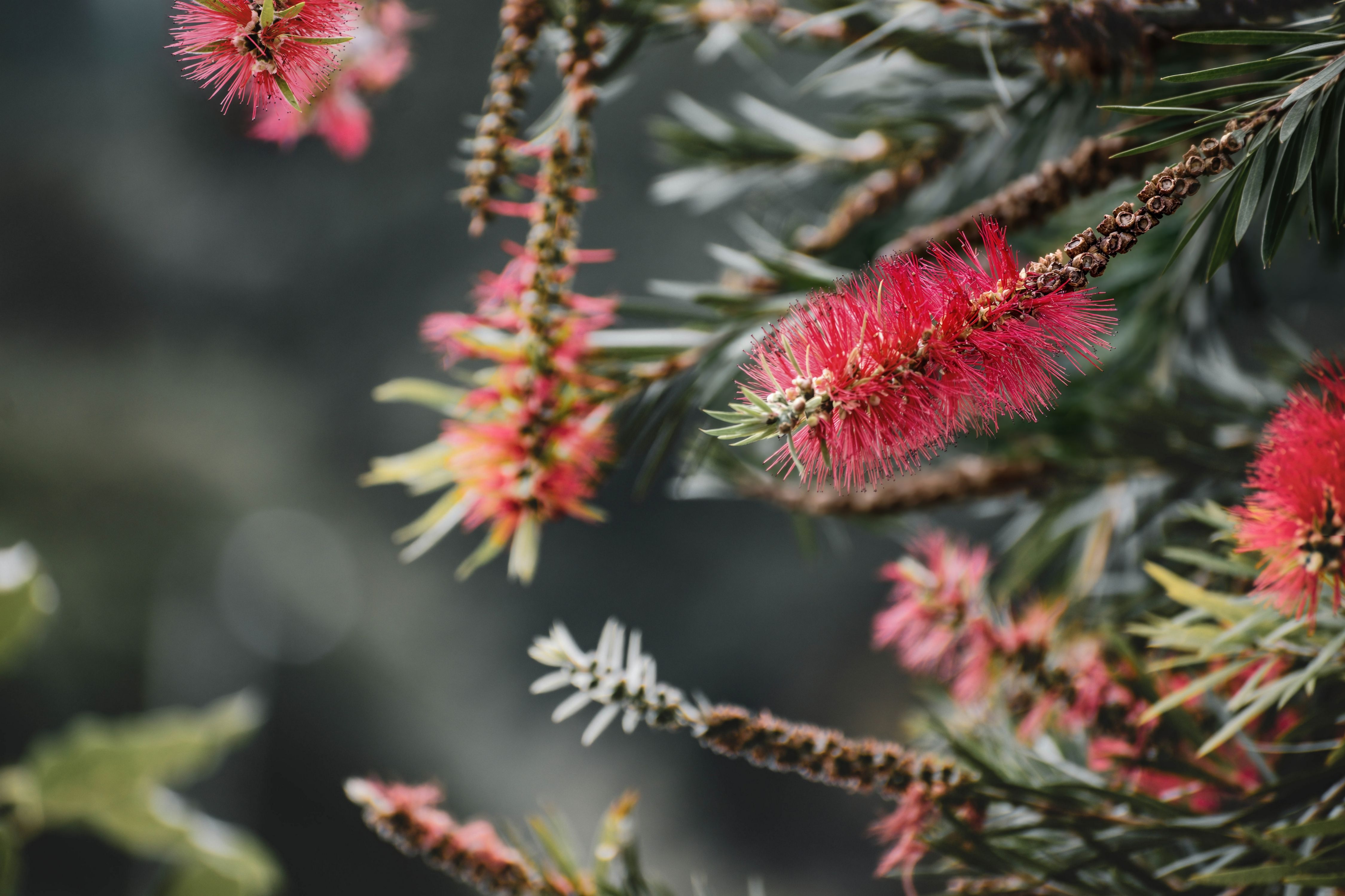 Native Garden Ideas Australia: 12 Designs That Thrive