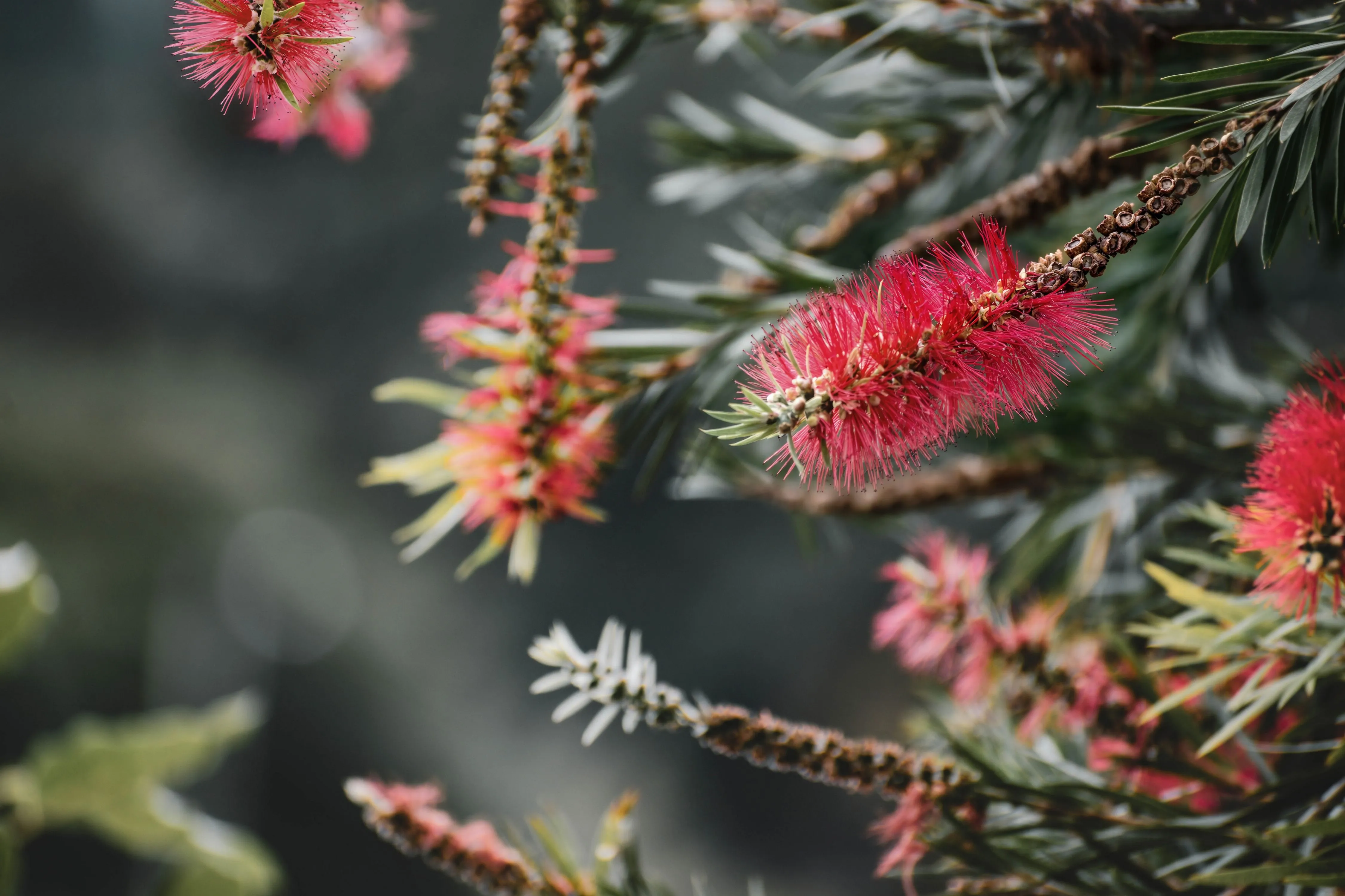 Native Plants Australia: 12 Garden Designs That Thrive