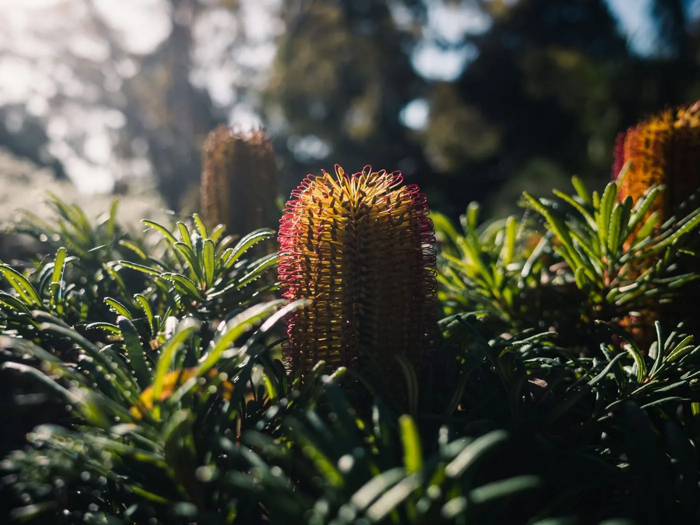 Edible Garden Ideas for Small Australian Backyards
