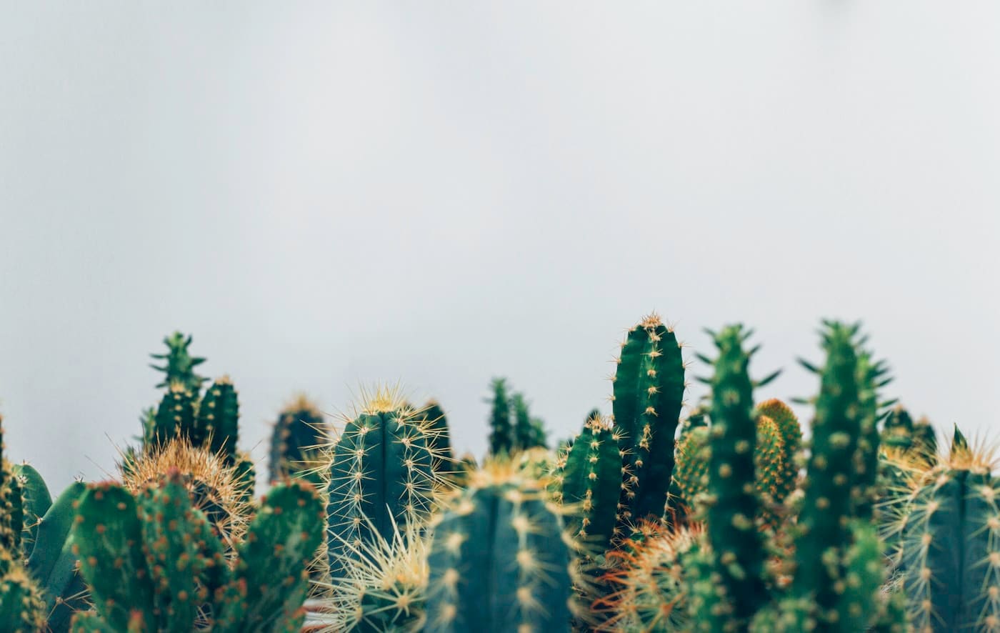 12 Indoor Plants for an Australian Coastal Home