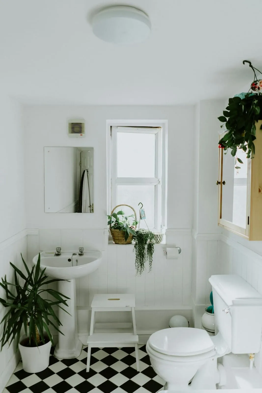 Boston fern on a timber bathroom shelf beside a white window in a coastal home