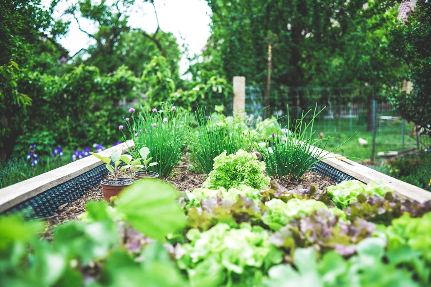 Small Courtyard Garden Ideas Australia